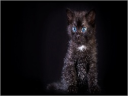 Oczy, Kotek, Kot, Czarny, Niebieskie